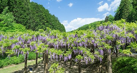 🌸 사이노카미 등나무(사이노카미노후지) 이미지 4
